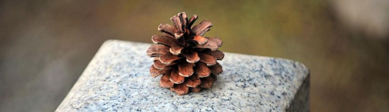File:Pine-cone.jpg